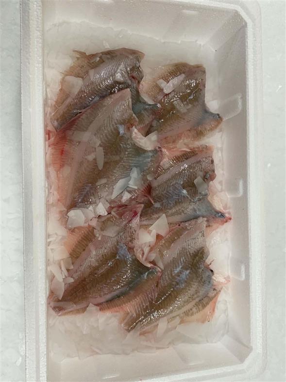 Ferske køkkenklare rødspætter 1000 gram