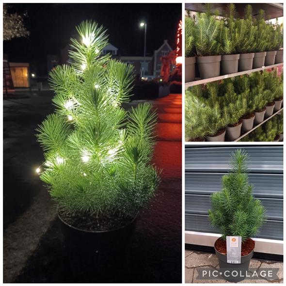 Pinus Pinea